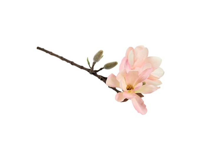Magnolia Chayca M roze